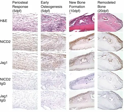 Figure 3.9. Another example of Jag1 and NICD2 immunolocalization during CD with IgG control sections 