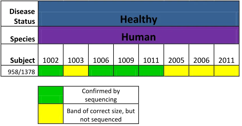 Figure 3-2 Amplification of human stool samples over the 958aF/1378aR primer pair. All  