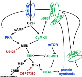 Figure 1.3.  Intracellular pathways implicated in sleep-dependent ODP consolidation.  