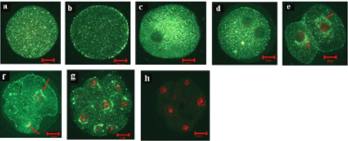 Figure 10: Subcellular localization of bovine MSX1 protein in bovine oocytes and early cleavage embryonic stages  [immature oocyte �a), matured oocyte �b), zygote �c), advanced zygote �d), 2-cell �e), 4-cell �f) and 8-cell �g)]