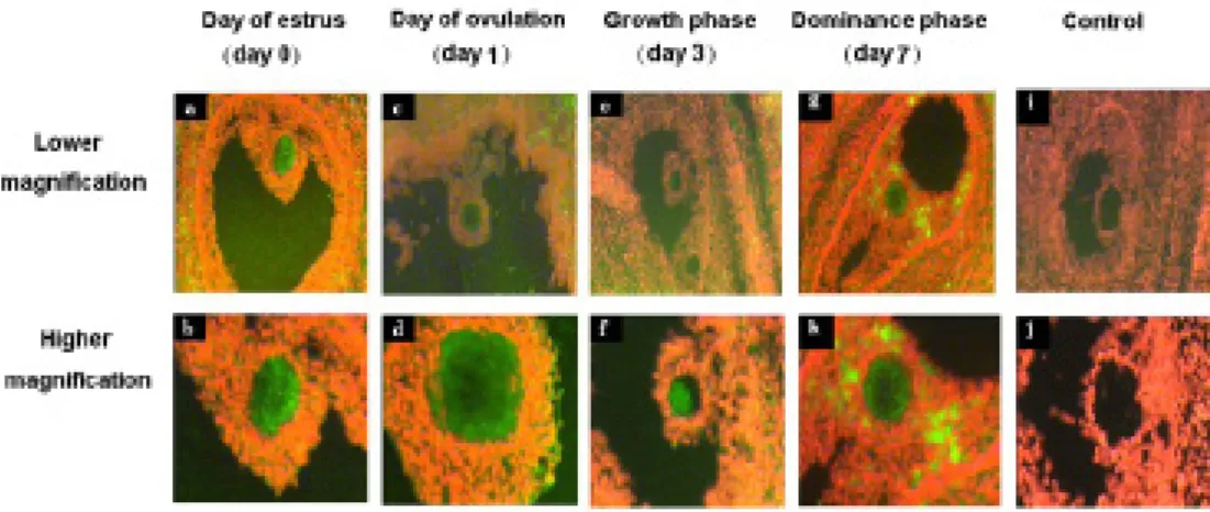 Figure 11: Fluorescent in situ hybridization of MSX1 m�NA conducted with DIG labelled �NA antisense probe in  bovine ovarian sections at day of estrus �A, B), day of ovulation �B, C), growth phase �D, E), dominance phase �F, G)