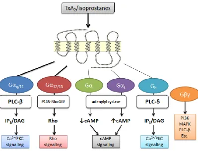 Figure 2: Summary of the reported major and minor signaling pathways of TP activation