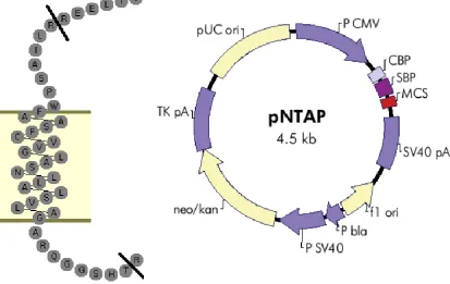 Figure 4: Design of the TP TM1 interacting peptide. Sequence excerpted from the TP sequence for creation of the TP TM1 peptide (A)
