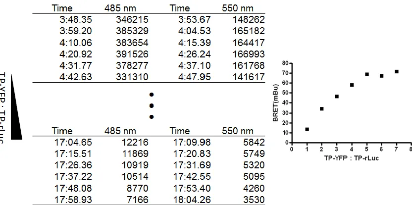 Figure 7: Signal loss inherent in the original BRET methodology. Over the course of the nearly 20 minutes required for sequential measurement of emissions at 485nm and 550nm, a steep drop in the raw values, by approximately two thirds, was noted