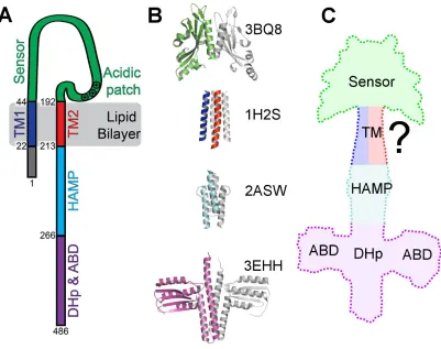 Figure 5 - Structural representations of PhoQ.  (A) Schematic of the topology of a PhoQ monomer