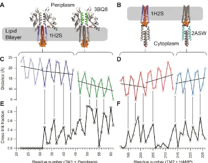 Figure 6 - Comparison of the crosslinking efficiency with structural models.  (A) PhoQ TM1-periplasm-TM2 model in a lipid bilayer