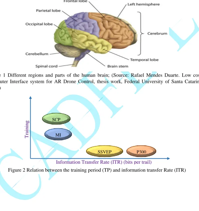 Figure  1  Different  regions  and  parts  of  the  human  brain;  (Source:  Rafael  Mendes  Duarte