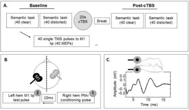 Figure 1. A. Schematic of the cTBS design in Experiment 1. Subjects semantically verified 40 clear 
