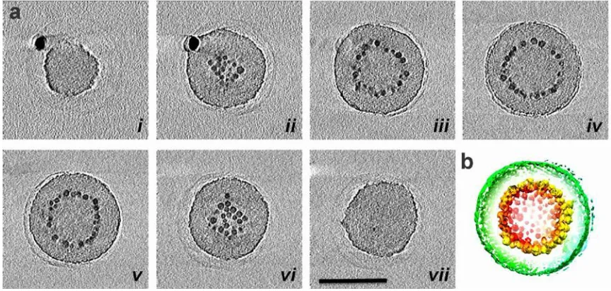 Figure 2.10. (a) 0.14 nm thick X-Y computational slices (i-vii) of the 3-D tomographic volume 