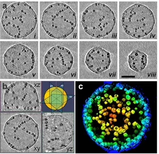 Figure 2.11. (a) 0.14 nm thick X-Y computational slices (i-viii) of the 3-D tomographic volume 