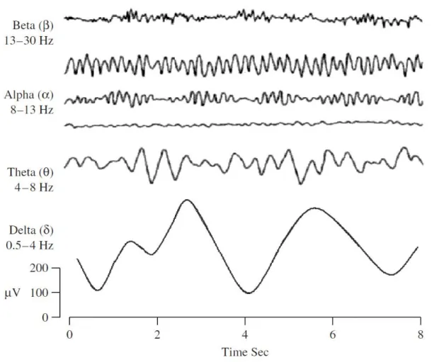 Figure 2.2: Four typical dominant brain normal rhythms, from high to low frequencies.  [2]