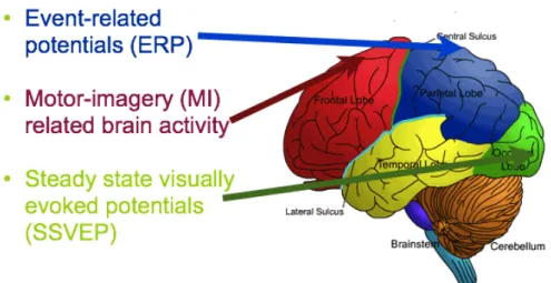 Figure 1.2: A brief schematic of the brain by Young (146). The primary visual cortex is at the back of the brain in the occipital lobe