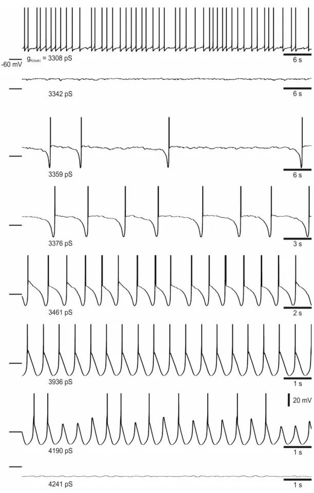 Figure 5.5. Simulation of TC FO  intrinsic spontaneous oscillatory behaviours. No current is being injected  while g KL  (g K(leak) ) varies to mimic the induction and maintenance of various intrinsic oscillatory regimes at  different levels of R I  (1/g K
