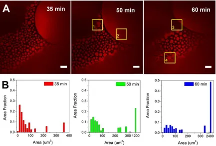 Figure 3.9 Coalescence of protein islands over time. 