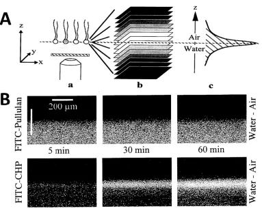 Figure 1.4 Vertical imaging of molecules at the AWI by CLSM. 