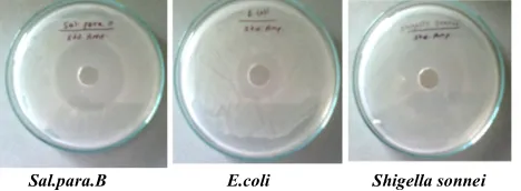 Figure 3: Antibacterial activity of various conc. of Orange Juices. 