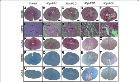 Fig. 6 Histological features of each group, as demonstrated by HE (located rostral (a-e) and LFB (p-y) staining