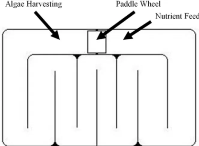 Figure 1. A simplified raceway pond design (Modified from  Christi, 2007). 