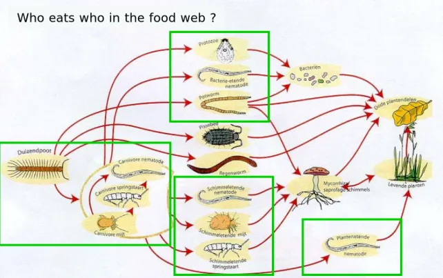 Figure 1. Diagram of the soil food web   
