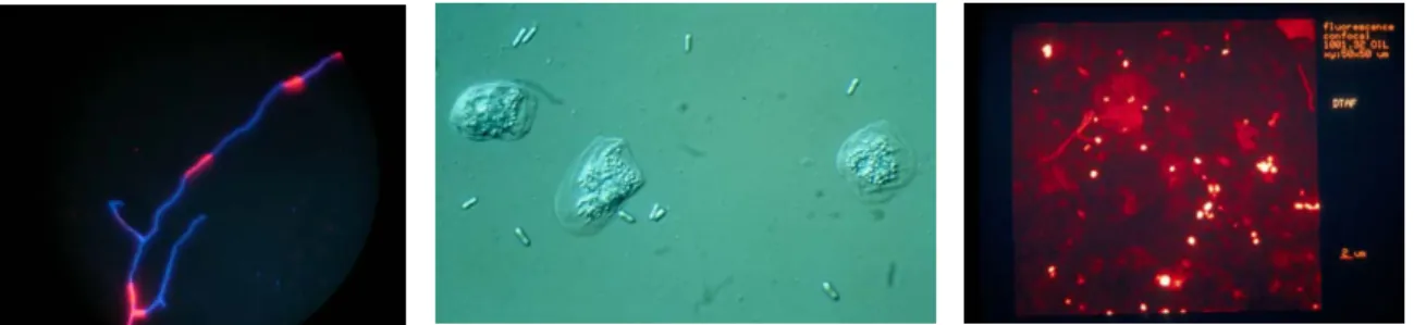 Figure 2. Three groups of micro-organisms  
