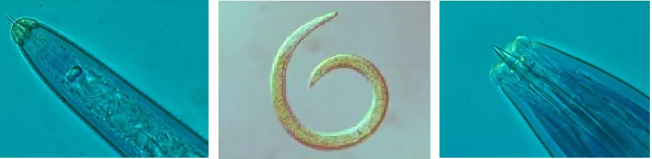 Figure 3. Nematodes (eelworms) 