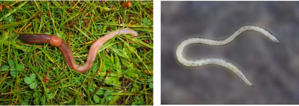 Figure 4. Earthworm and potworm 