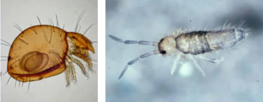 Figure 5. A mite (left) and a springtail (right) 