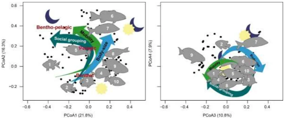 Fig. 2 Trait-based principal coordinates analysis of surveyed fish in functional space
