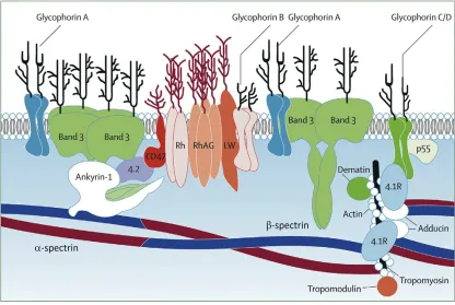 FIGURE 2Schematic diagram of the erythrocyte membrane. The upper portion represents the erythrocyte’s external surface, separated from the internal