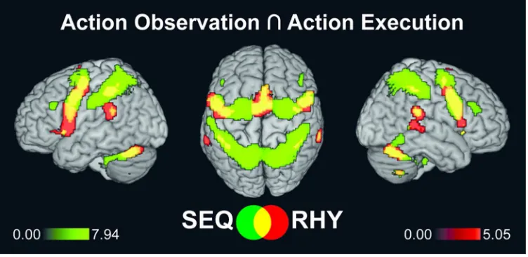 Figure 3. Task networks for sequence and rhythm imitation. Conjunction analyses between action For Peer ReviewFEW-corrected for the whole brain volume with an extent of k = 20 voxel (160 mm3), superimposed on left, observation and execution separately for 