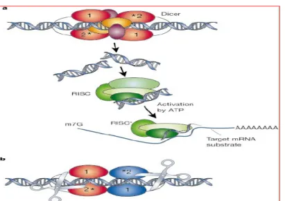 Figure 1: Overview of all siRNAs 