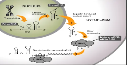 Figure 3: Classical way of gene silencing through siRNA 