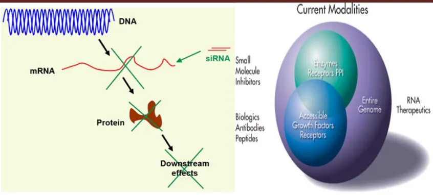 Figure 5: overview of siRNA function 