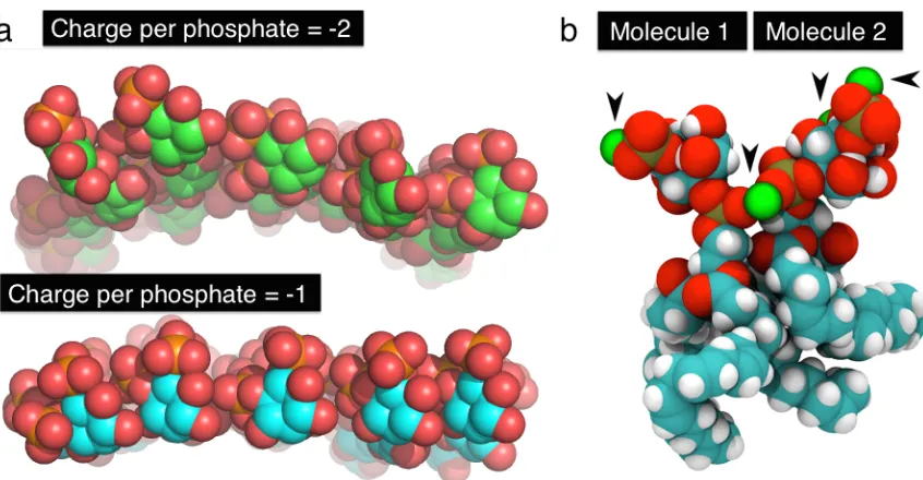 Figure 2.1: On the left, snapshots showing the head group of PtdIns(4,5)(red spheres that are adjacent to gold spheres) from a simulation where the charge per inositolP2 in simulations wherethe charge per phosphate group was -2 (green) or -1 (cyan)