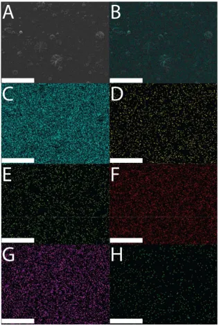 Figure 2. Scanning electron microscopy (SEM) and energy dispersive X-ray spectroscopy (EDX) emission of O; (Aof a DMP-doped PPY ﬁlm: (a DMP-doped PPY ﬁlm; (Figure 2.images of a DMP-doped PPY film: () SEM image of a DMP-doped PPY film; (B) EDX layered image