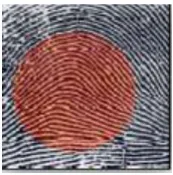 Fig 2). Finger print Sample 