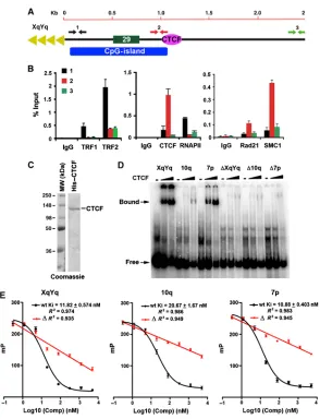Figure 2.2 − Identification of CTCF-binding site elements in the 61-bp element of human subtelomeres