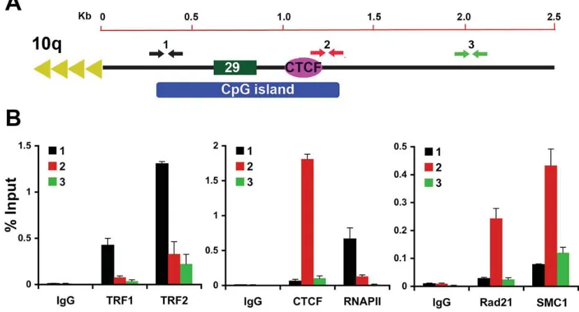 Figure 2.5 − Validation of CTCF binding site at 10q human subtelomeres in BCBL1 cells
