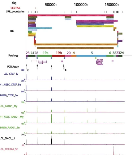 Figure 3.3 − Example of an annotated subtelomere with CTCF and cohesin binding enrichment peaks from multiple cell types