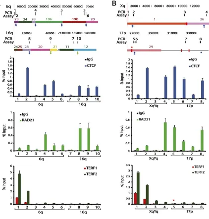 Figure 3.4 − ChIP-qPCR analysis of subtelomeric DNA protein binding sites predicted by ChIP-seq data set mappings