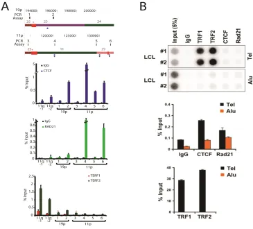 Figure 3.8 − Annotated Subtelomeres (screen shots of all subtelomeres)  