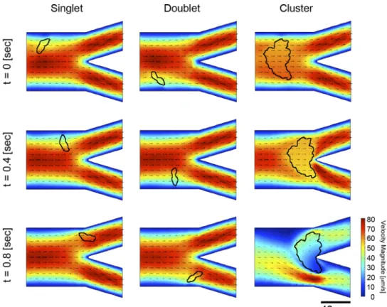 Fig. 5. Fluid dynamic simulations of CTC dynamics under flow. CTCs are propagated under parabolic flow in a bifurcated vascular geometry with no-slip boundary conditions.