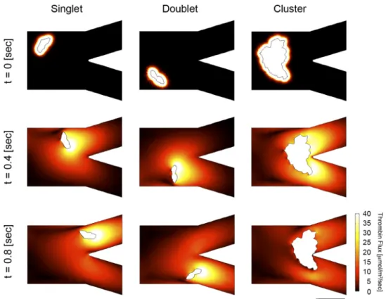 Fig. 7. Simulation of thrombin gradient away from CTCs under flow.  Advection-diffusion simulation of thrombin flux with diffusion coefficient of 10 ␮m 2 /s