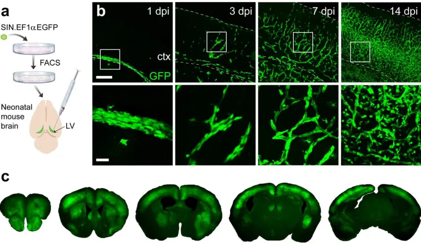 Figure 2.1. Engrafted NSCs migrate and proliferate extensively during first two postnatal 