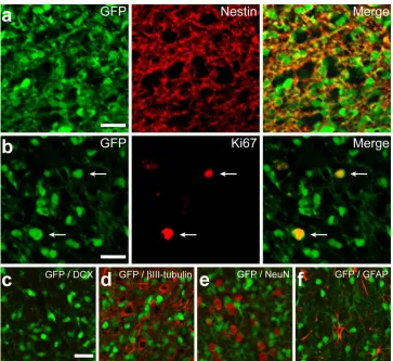 Figure 2.2. Exogenous NSCs show limited differentiation potential in vivo. (a) Cortical grafts 