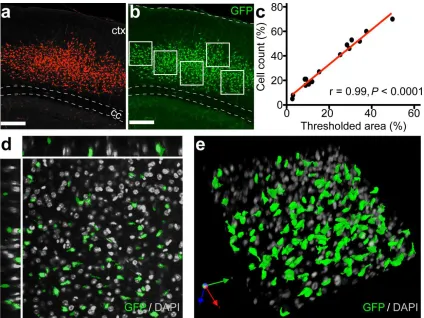 Figure 2.3. Exogenous NSCs exhibit robust levels of engraftment in cortex. (a) Maximum 