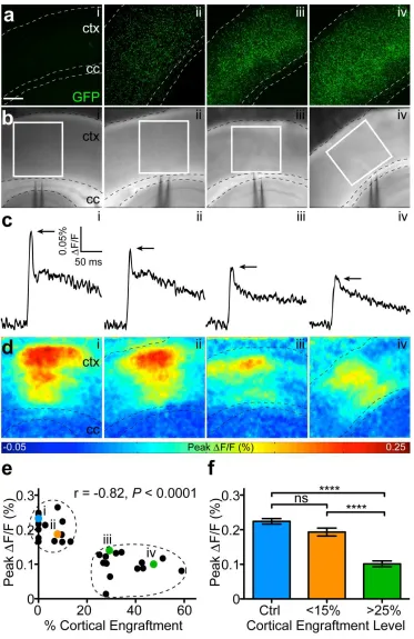 Figure 2.4. NSC engraftment reduces the amplitude of cortical activation in a dose-