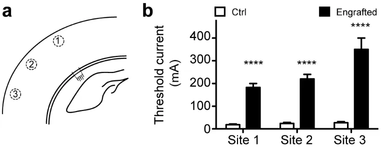 Figure 2.5. High loads of ectopic cells elevate the current threshold required to activate 