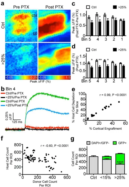 Figure 2.10. Ectopic NSCs impair excitatory network structure in deep layers and induce 