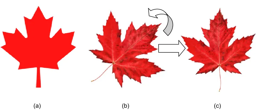 Figure 1.1: (a) a template of maple leaves. (b) a maple leaf before registration. (c) after a 45º 